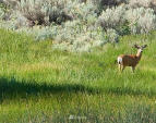 Abundant deer and wildlife. Abundant deer and wildlife.