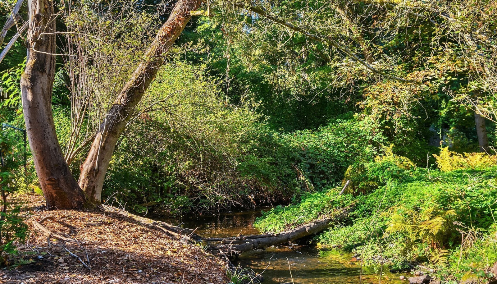 Picturesque Thornton Creek flows through the Thornton Creek Commons property. Picturesque Thornton Creek flows through the Thornton Creek Commons property.