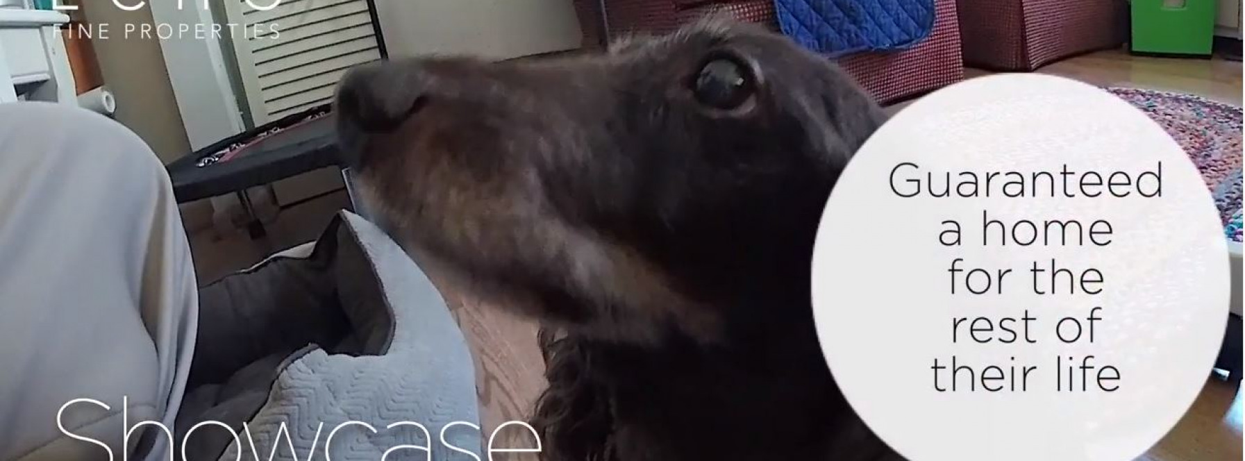 The Pet Cottage in Jupiter – Taking Care of Animals in Need