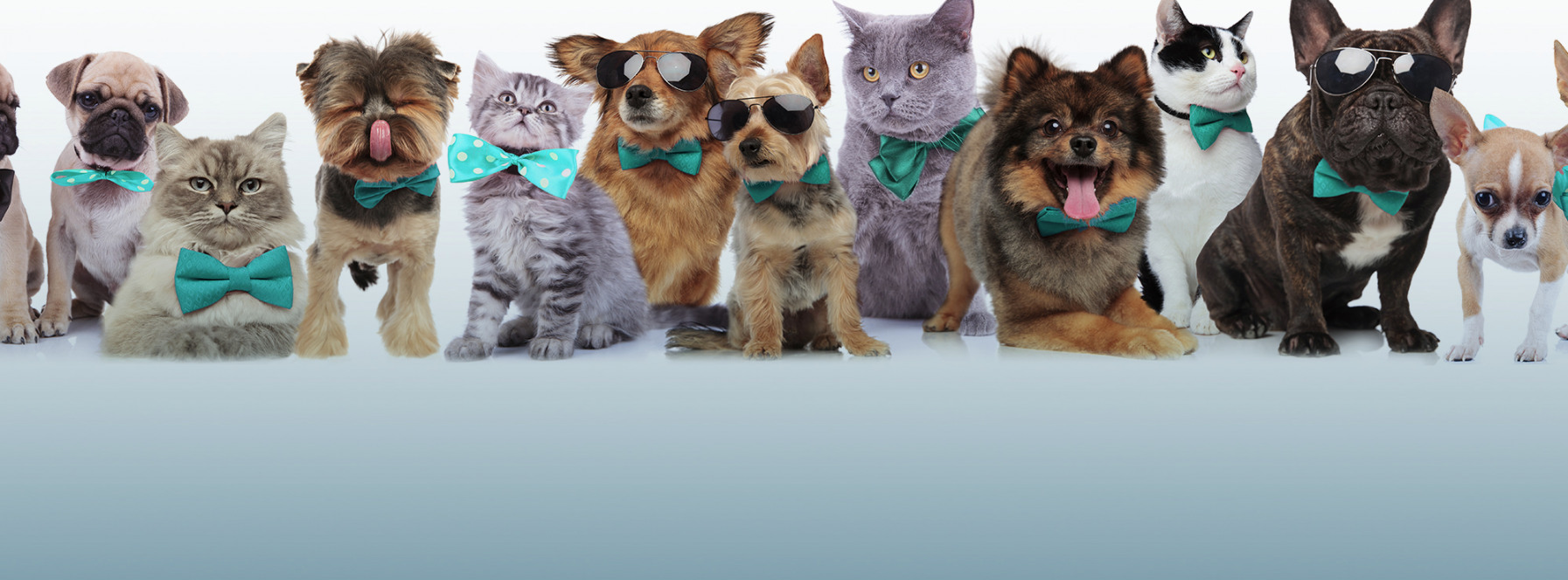Staging & Selling a Home with Dog & Cat Pets