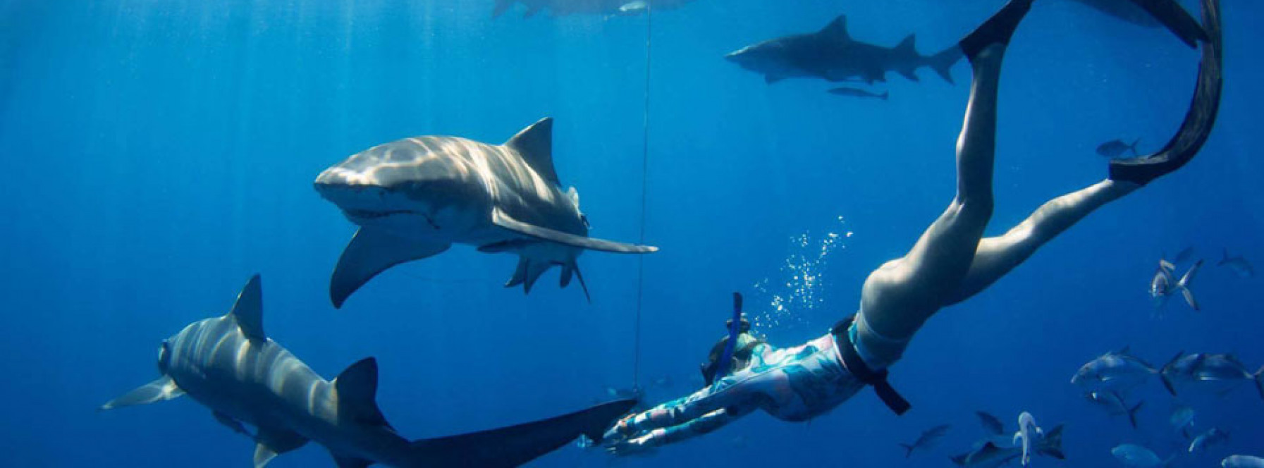 Florida Shark Diving | Echo Escapes