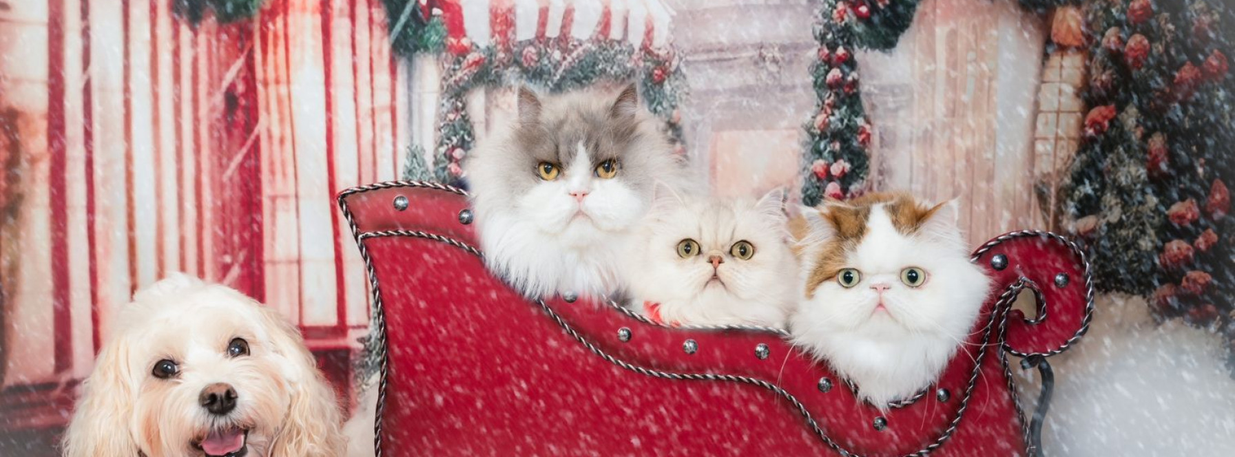 12 Days of Christmas/Relatives