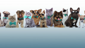 Staging & Selling a Home with Dog & Cat Pets
