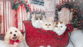 12 Days of Christmas/Relatives