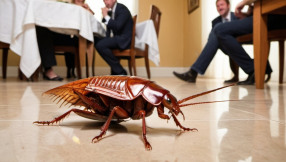 The Palmetto Bug