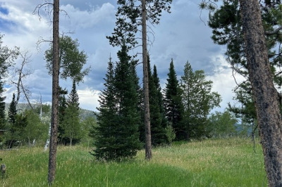 TBD Halter Trail