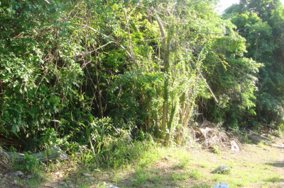 2pa-f Concordia Qu 1