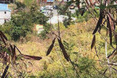 10-29-6 Carolina Corl 1