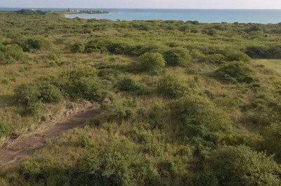 163 Whim (two Will) We 1