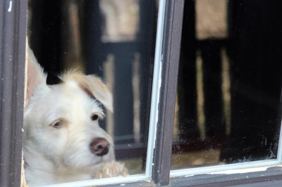 24 & 24a Contant Ss 1