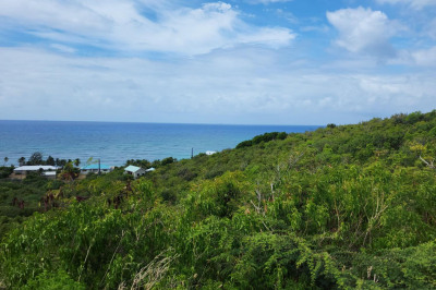 69 South Grapetree Eb 1