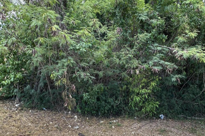 451 Barren Spot Ki 1