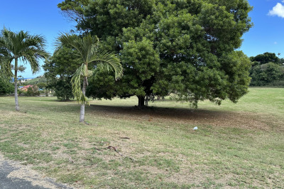 173 Judith's Fancy Qu 1