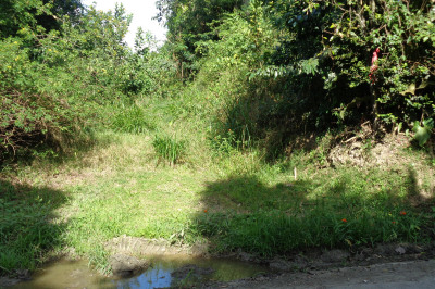 18-c-3-1 Carolina Corl 1