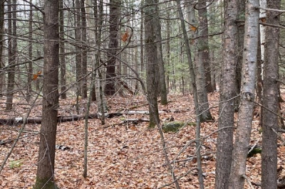 Lot 55 Wendell Rd
