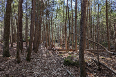 Lot B Willis Rd