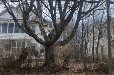24 Glenwood Avenue 1