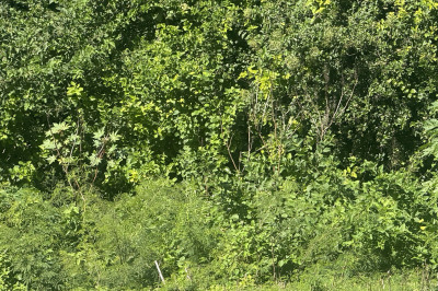 41-n Whim (two Will) We 1