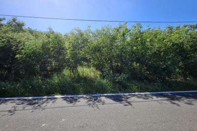 41-m Whim Whim (two Will) We 1