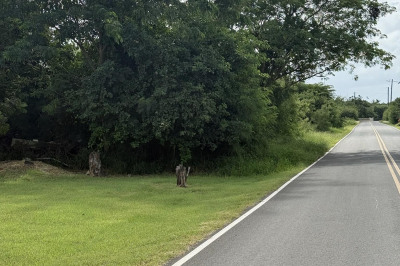 41-c Whim (two Will) We 1