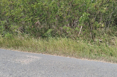 Plot 153 Enfield Green Pr 1