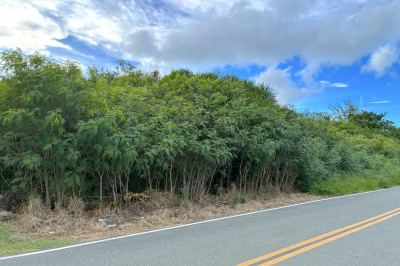 42t Whim (two Will) We 1