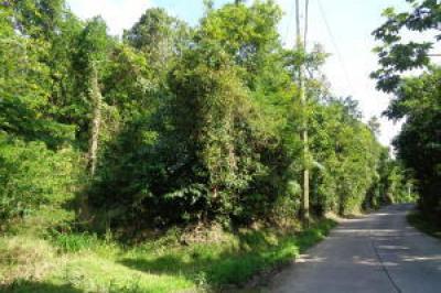 18-c-3-1 Carolina Corl 1