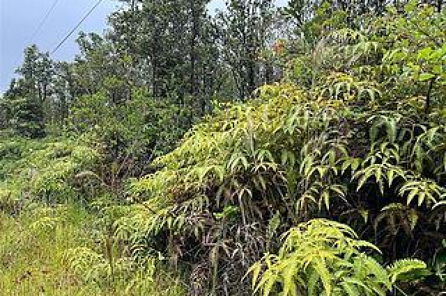 Fern Forest Land