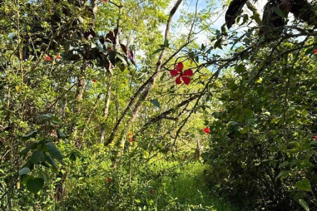 Pahoa Land
