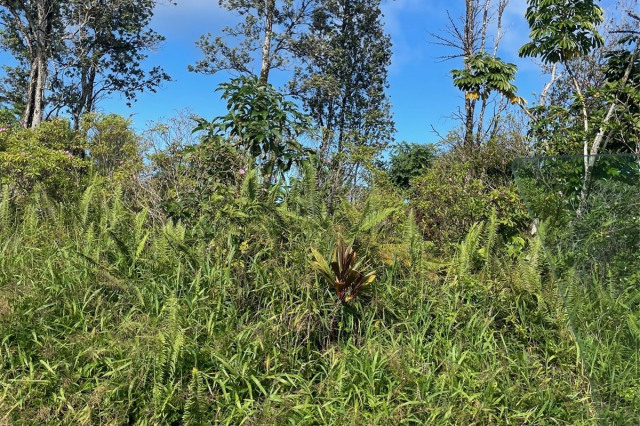 Pahoa Land