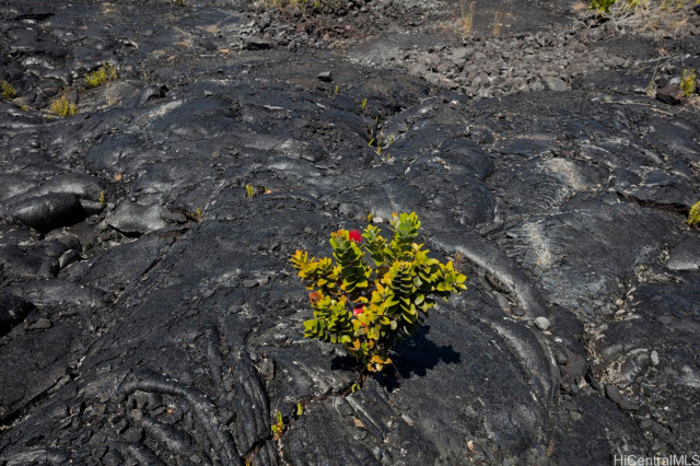 Pahoa Land