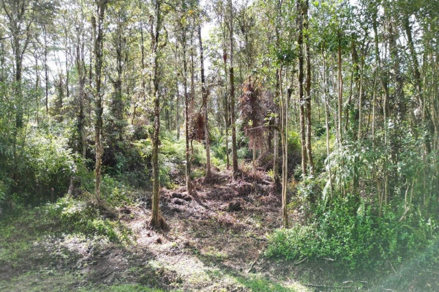 Pahoa Land
