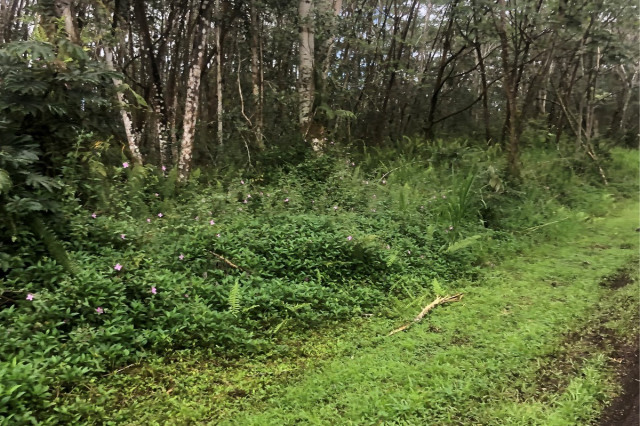 Pahoa Land