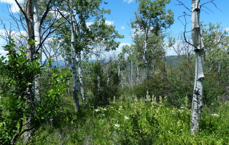 26155 High Ridge Drive Photo
