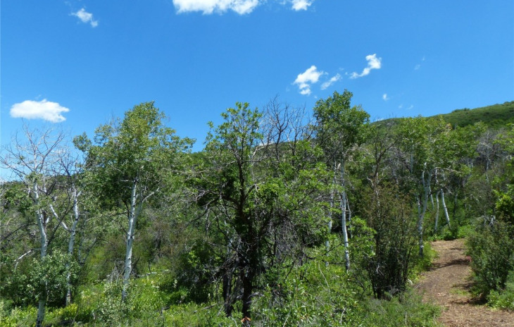 26155 High Ridge Drive Photo