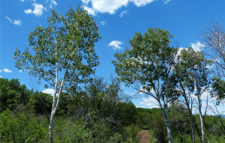 26155 High Ridge Drive Photo