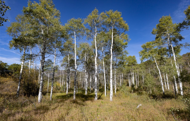 50560 Smith Creek Park Road Photo