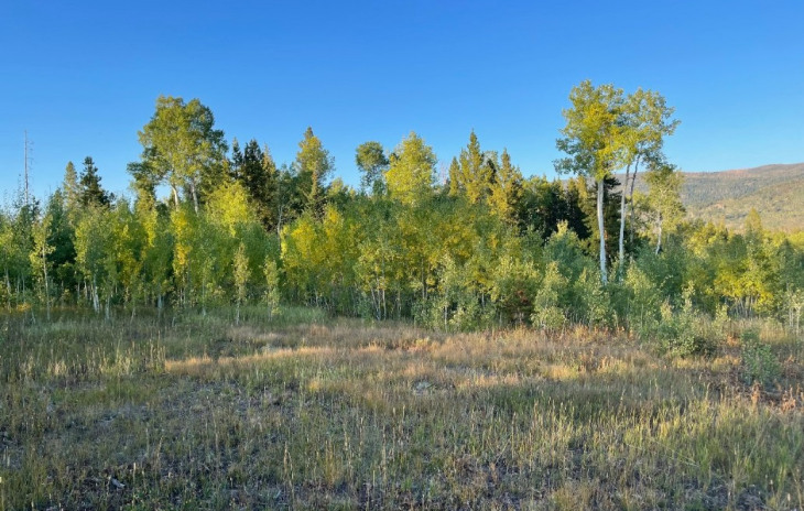 TBD Halter Trail Photo