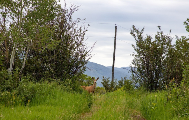 28105 Columbine Ridge Photo