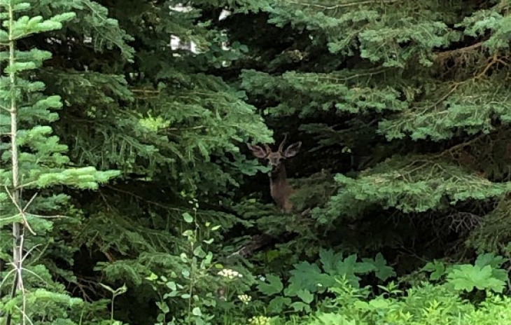 TBD Springboard Trail Photo