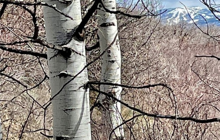 31090 Fallen Falcon Trail Photo