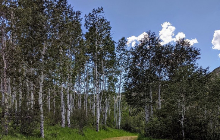 TBD Rcr 52 Photo