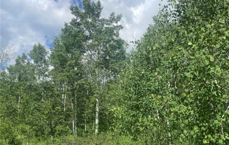 20295 King Bolt Trail Photo