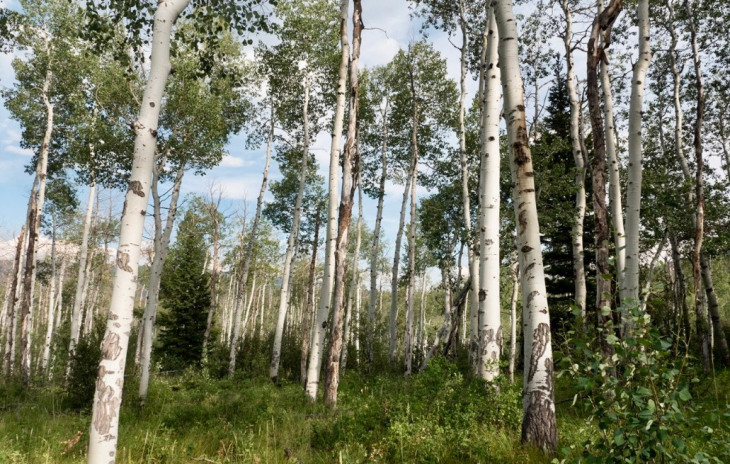 TBD Wagon Wheel Trail Photo