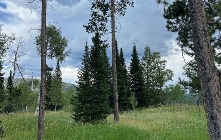 TBD Halter Trail Photo