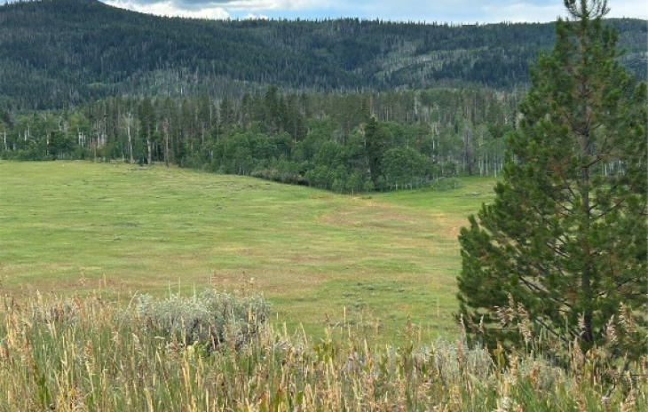 TBD Halter Trail Photo