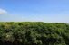 2871 N Ocean Boulevard #C509 Photo