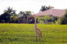 8041 Cranes Pointe Way Photo