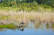 8041 Cranes Pointe Way Photo