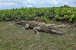 1136 S Ocean Dr #C Photo